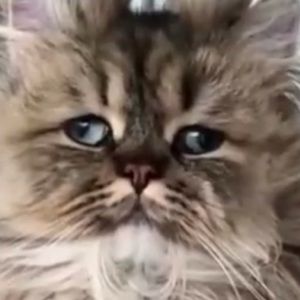 Meet your Posher, Kerri